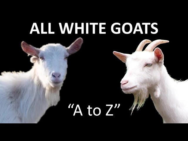 White Coza Animal